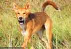 Fraser Island Dingoes