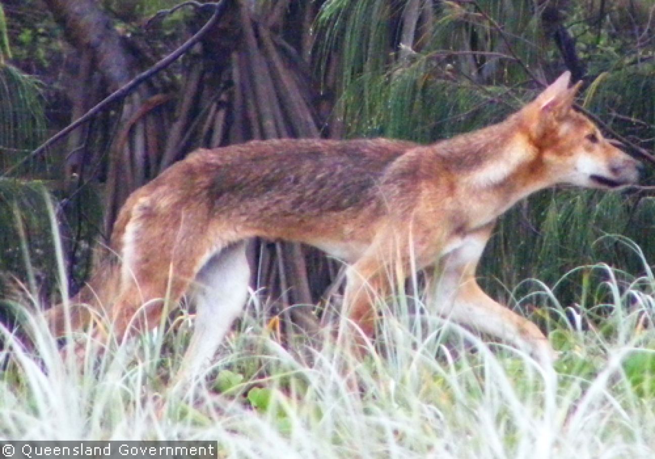 Fraser Island Dingoes