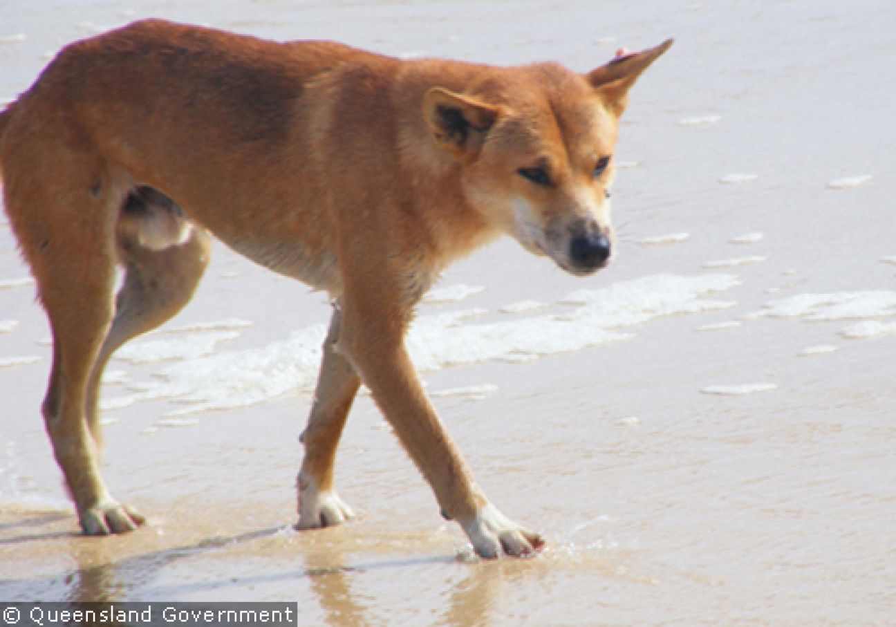 Fraser Island Dingoes