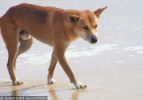 Fraser Island Dingoes