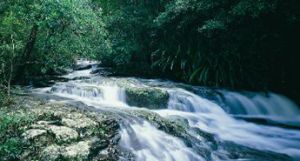 All creeks on Springbrook plateau become waterfalls! Stay safe and keep on the tracks. 