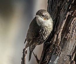 White-throated treecreepers are usually seen foraging on the trunks and larger branches of fibrous barked trees. 