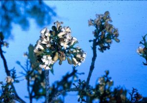 Image of a broad-leaved bottle tree flower.