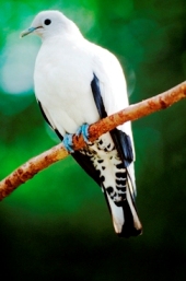 Pied imperial-pigeon. 