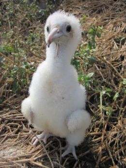 Image of a Lesser frigatebird chick (Duwaduwa), Mitirinchi Island.
