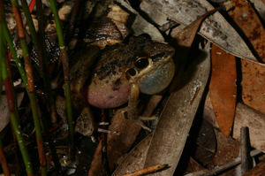 The quacking call of the wallum rocketfrog can be heard on warm, rainy nights.