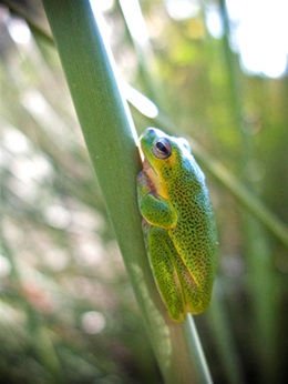 Close up photo of a green Cooloola sedgefrog.