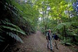 Flooded gums and tree ferns are a feature of this part of the Great Walk. 