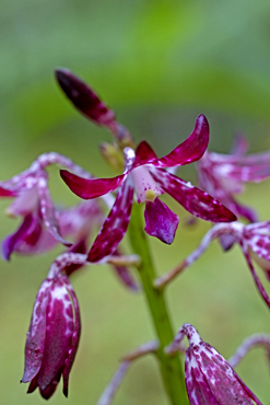 Hyacincth orchid (Dipodium sp.), one of many orchids that can be found in Conondale National Park. 