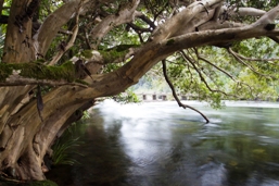 Mulgrave River. 