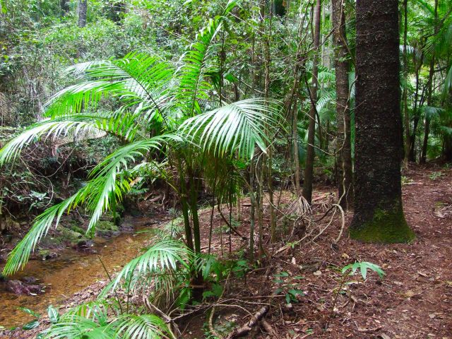 Walk among the piccabeen palms on the Piccabeen circuit.