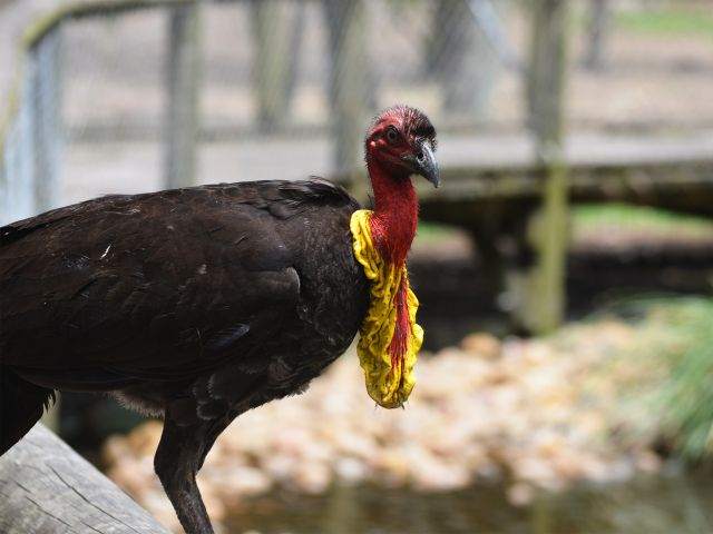 A male Australian brush-turkey with a striking red and yellow throat wattle.