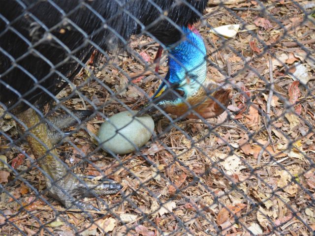 A southern cassowary with its egg.