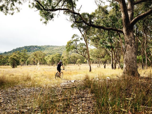 The Peak trail passes through Girraween's remote forests.