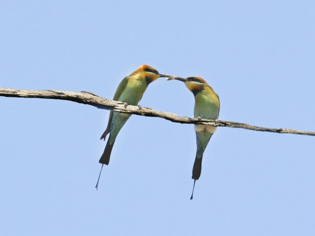 A pair of rainbow bee-eaters at the Kinkuna beach camping area.