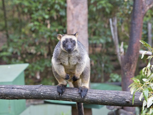 A Lumholtz's tree-kangaroo perched on a branch.