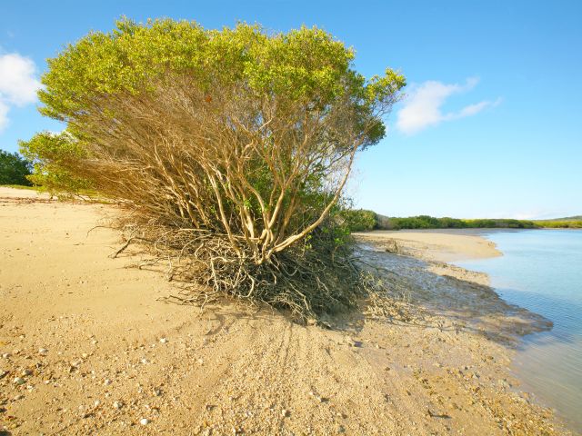 Camp on a small peninsula, bordered by a creek mouth and a beach, at Cape Creek camping area.
