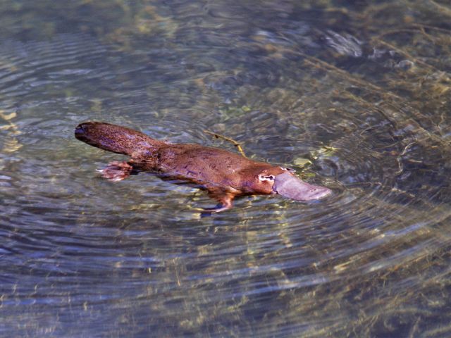 Sit quietly by the banks of Permanent Waterhole and you might catch a glimpse an elusive platypus.