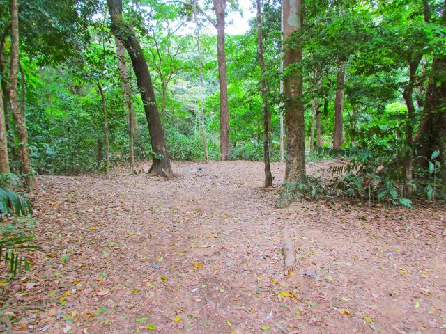 Camp within the largest remaining area of lowland rainforest in Australia.