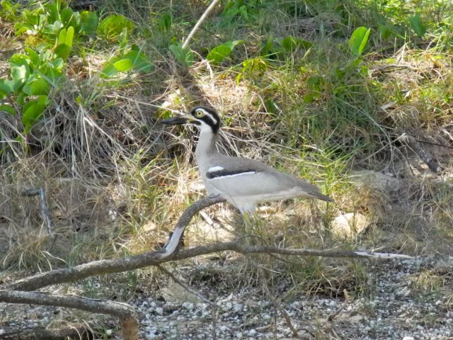 You may be lucky enough to spot birds like this vulnerable beach thick-knee.