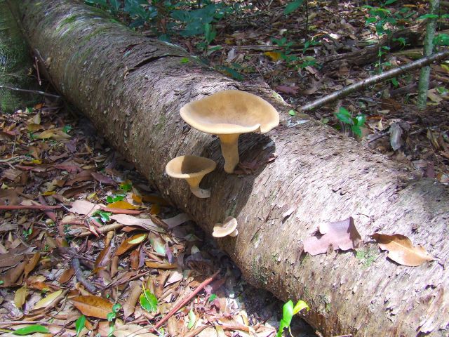 Spot the many different fungi on the fallen palm trunks.