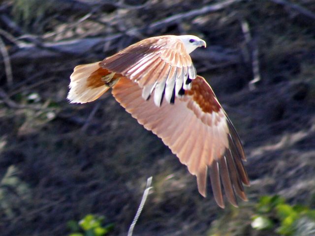 Look for brahminy kites searching for food.