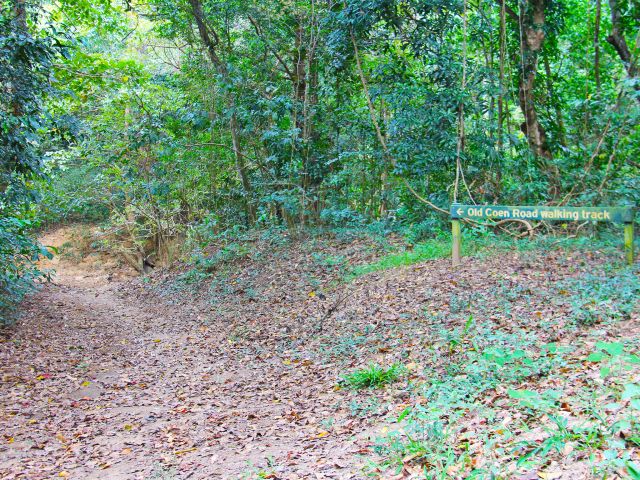 The Old Coen track was once the main road between Portland Roads and Coen.