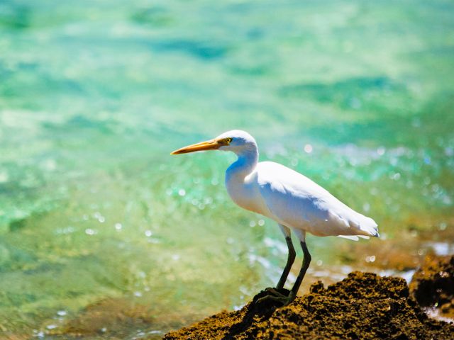 Look for birds such as white herons as you walk along the jetty.