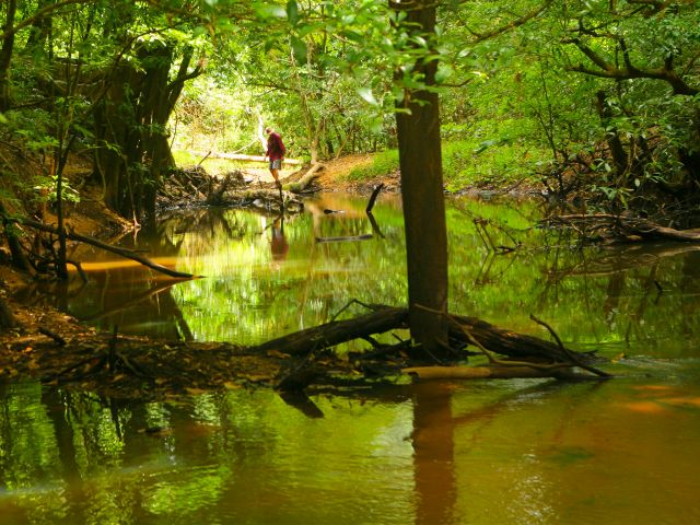 Travel through rainforest and open woodland along the Claudie River on the Old Coen track.