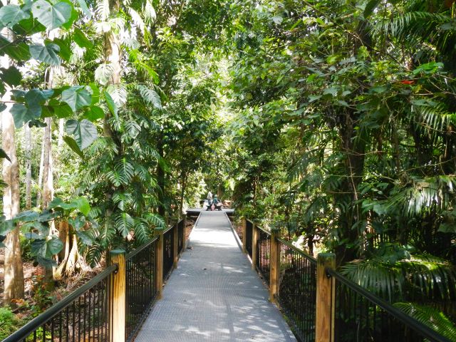 A 200m wheelchair accessible boardwalk  surrounds the giant fig on the Rainforest walk.