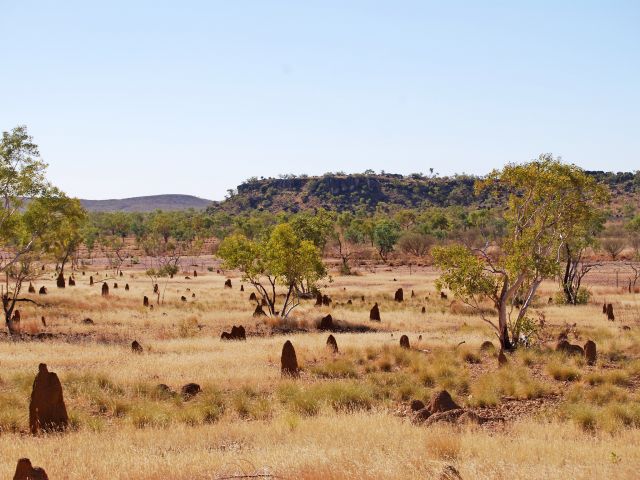 Termite mounds among the Mitchell grass.