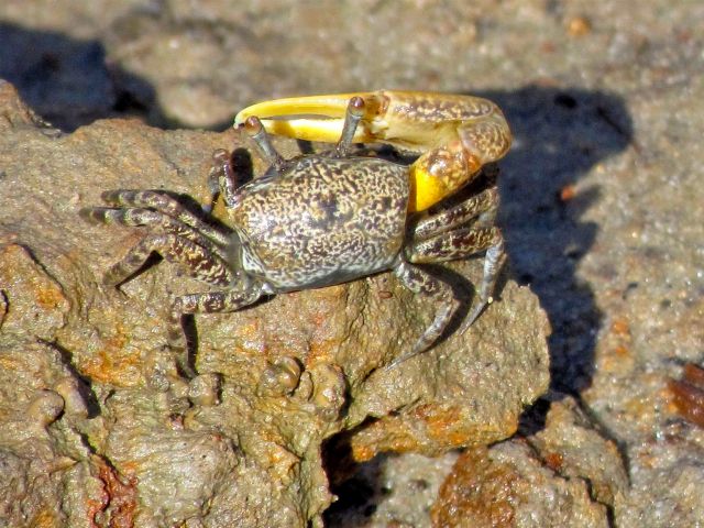 At low tide, colourful crabs scuttle along beside the boardwalk.