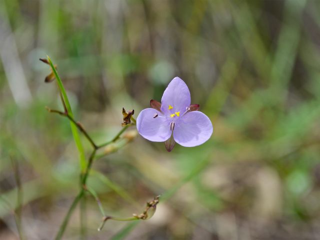 Look for wildflowers along the track.
