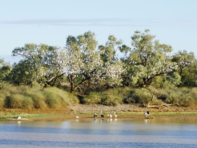 Mundewerra Waterhole, at Hunters Gorge camping area, is an important wetland for resident and migratory birds.
