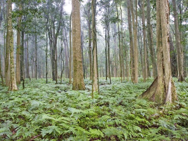 Explore the fern-carpeted subtropical rainforest of the Cherry Plain to Burtons Well track.