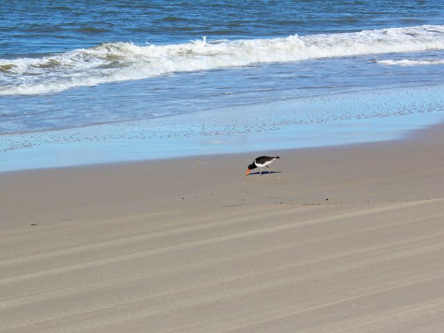 Look for shorebirds like this pied oystercatcher.
