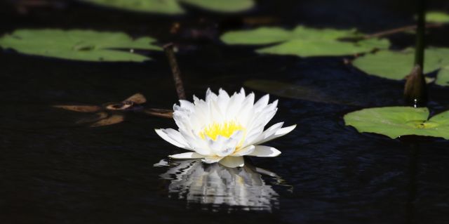 Water lily.