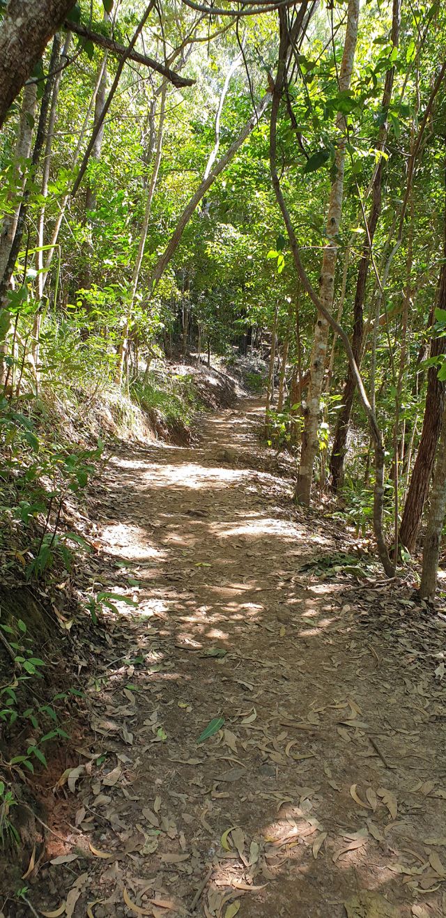 Photo of the shaded, leafy tree-lined Acacia walking track