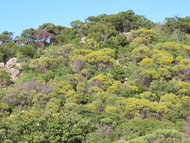 Acacia trees in full bloom in the landscape. 