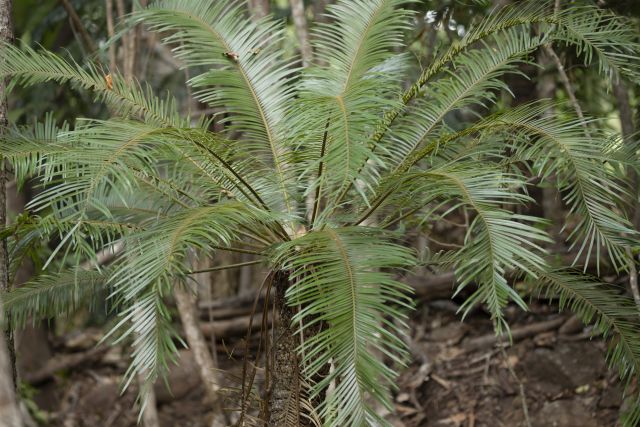 The dark green leathery leaves of the Cycad <em>Cycas media</em>.