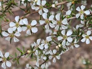 Leptospermum microcarpum flowers at Plunkett.