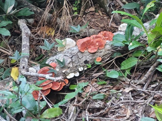 Photo of fungi on the forest floor creating a myriad of subtle colours.