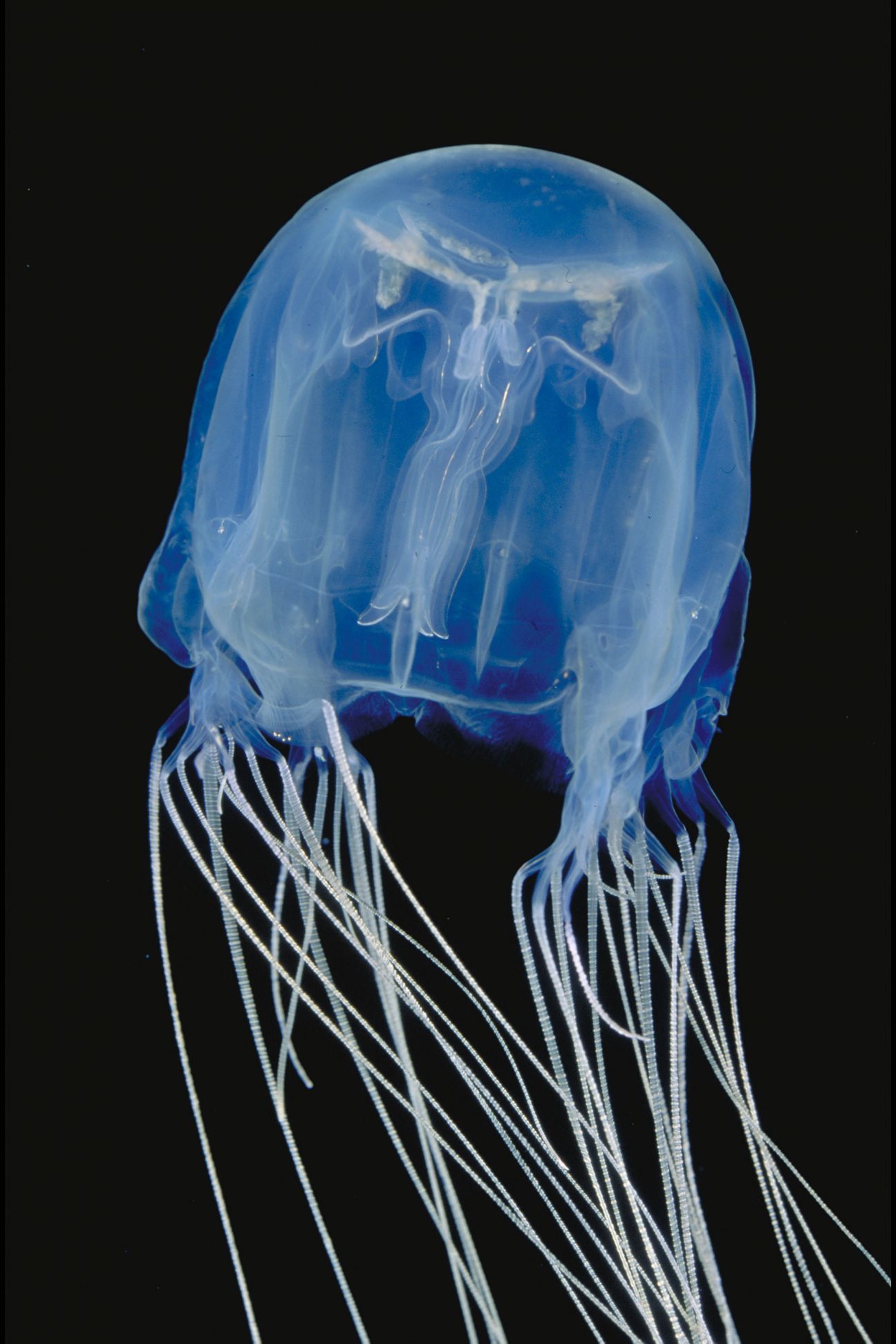 A closeup of a blue-coloured box jellyfish bell that shows its unique square shape, its tentacles trail below and out of frame.