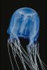 A closeup of a blue-coloured box jellyfish bell that shows its unique square shape, its tentacles trail below and out of frame.