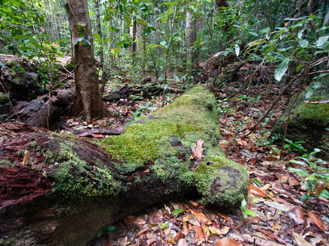 Photo of moss and fungi covered log in a forest.