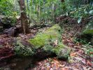 Photo of moss and fungi covered log in a forest.