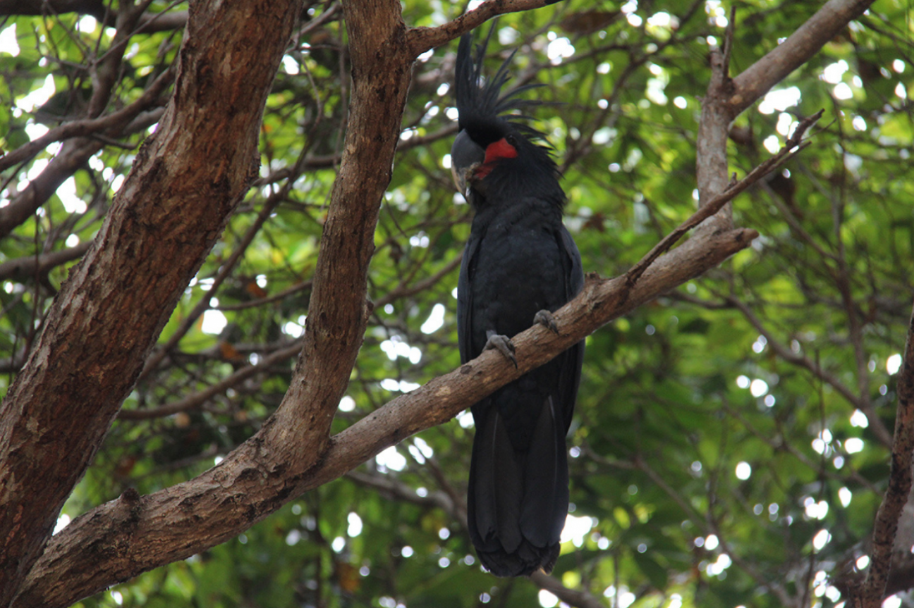 Black Palm cockatoo with red cheek and large crest sits on tree branch under canopy.