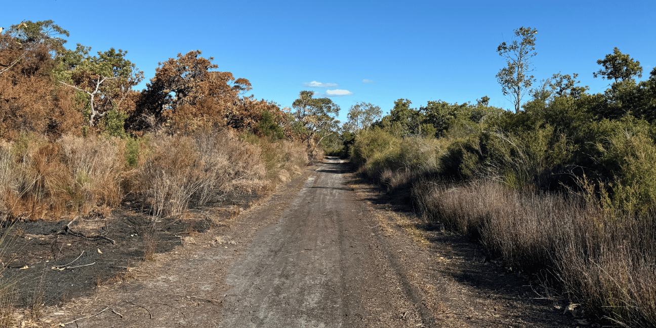 Dirt road through the middle of the image with burned area on the left and unburned area on the right.