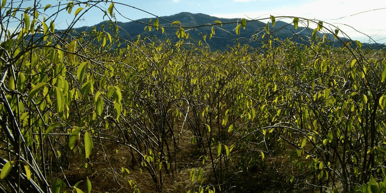 A field of rubber vine with a mountain top poking above it in the distance.