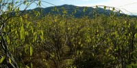 A field of rubber vine with a mountain top poking above it in the distance.